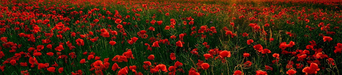 Remember What Is Important to You This Anzac Day